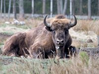 Belavezhskaya Pushcha National Park Bisons Population Threatens Ecosystem