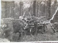 Belarusians harnessed bisons